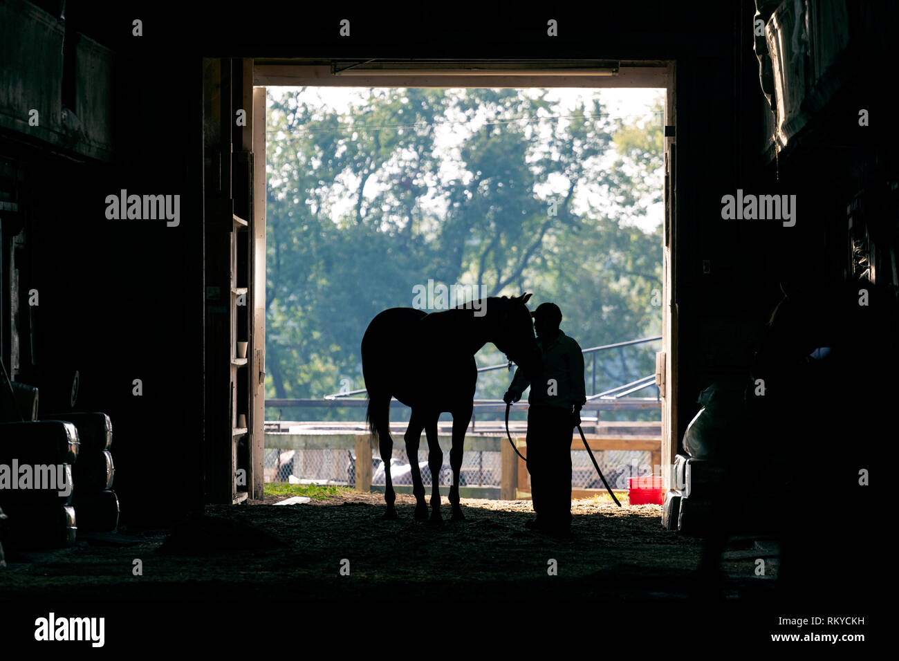 Silhouette von vollblut Pferde in Stallungen unter der Führung von Trainer in Lexington in Kentucky. Stockfoto