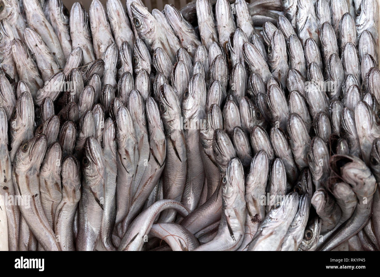 Frische Meeresfrüchte für Verkauf auf marokkanische Fischerhafen. Stockfoto