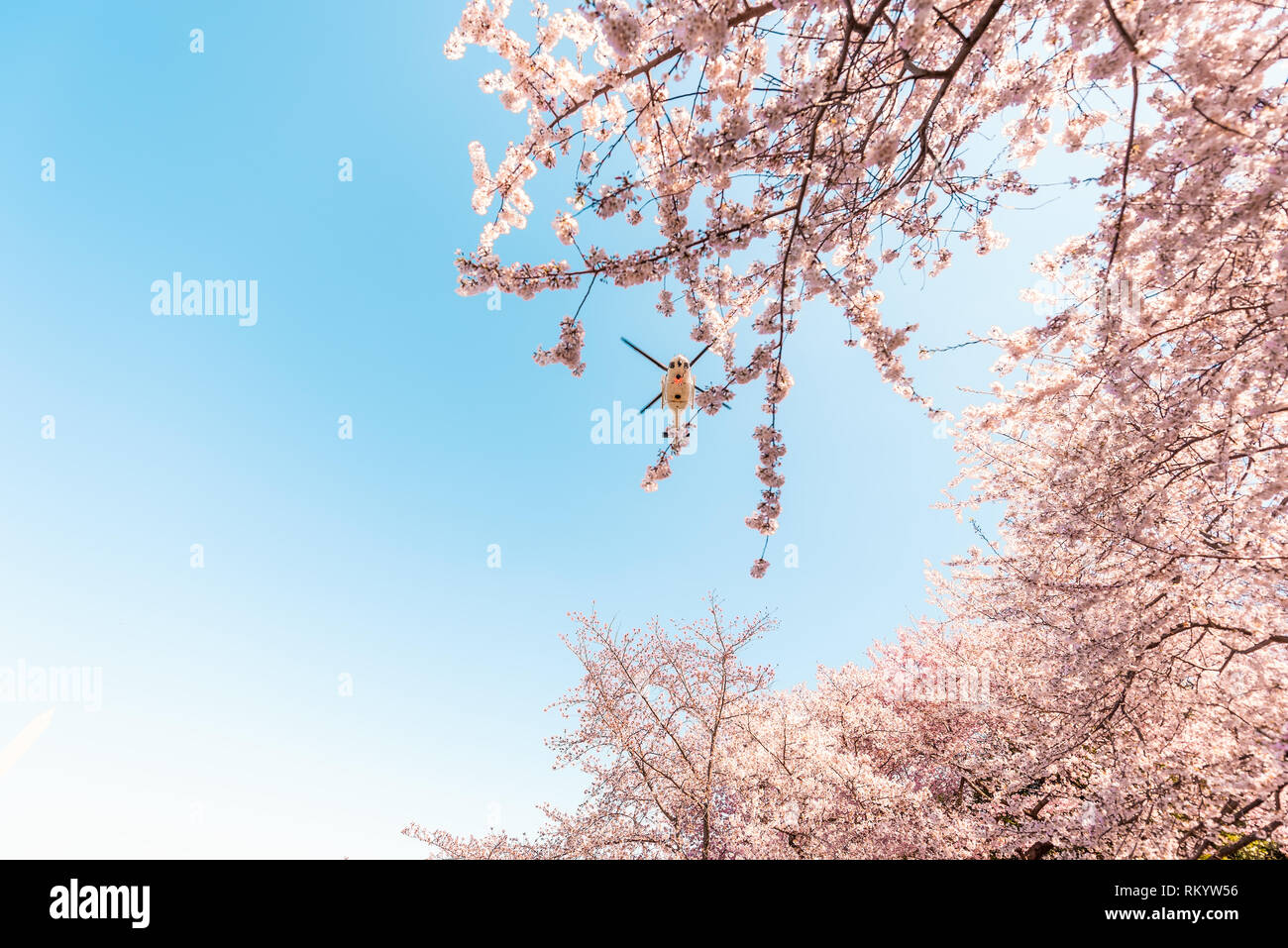 Cherry Blossom Sakura-bäume mit blauem Himmel suchen der Perspektive mit rosa Blüten im Frühjahr Washington Monument und Hubschrauber Stockfoto