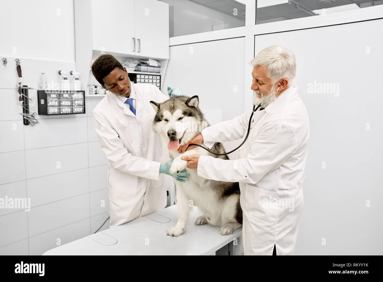 Professionelle Altenpflege Tierarzt mit grauem Haar zu tragen in der  medizinischen weißes Kleid Prüfung groß Alaskan Malamute. Fröhlicher Hund  sitzen auf weißer Tisch. Afrikanische Assistent hilft Arzt Stockfotografie  - Alamy