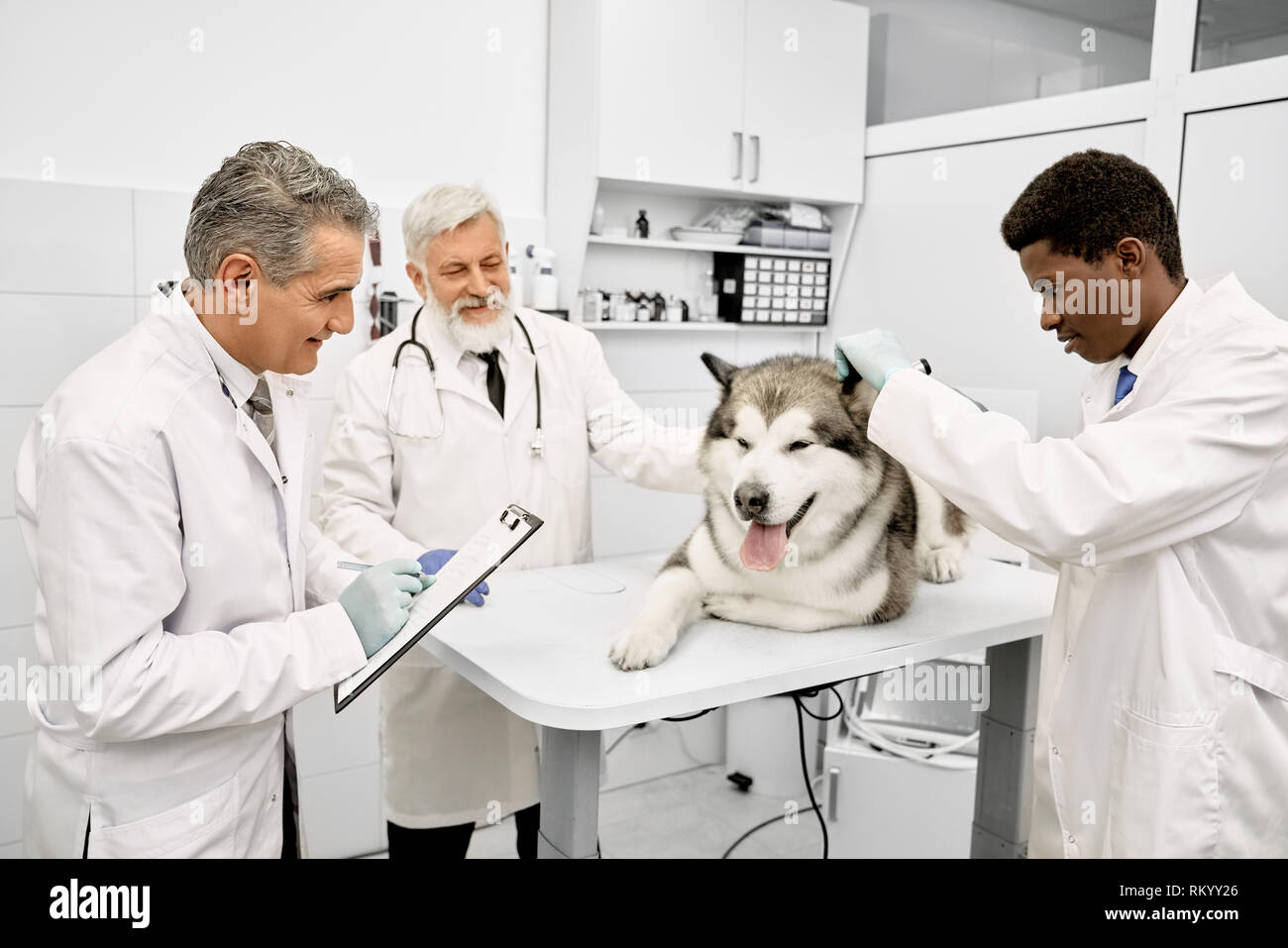 Großer Hund liegend auf weißen Tisch während der Untersuchung in der Klinik. Veterinär Ärzte tragen in Weiß medizinische Uniformen. Drei professionelle Tierärzte beobachten ziemlich malamute. Stockfoto