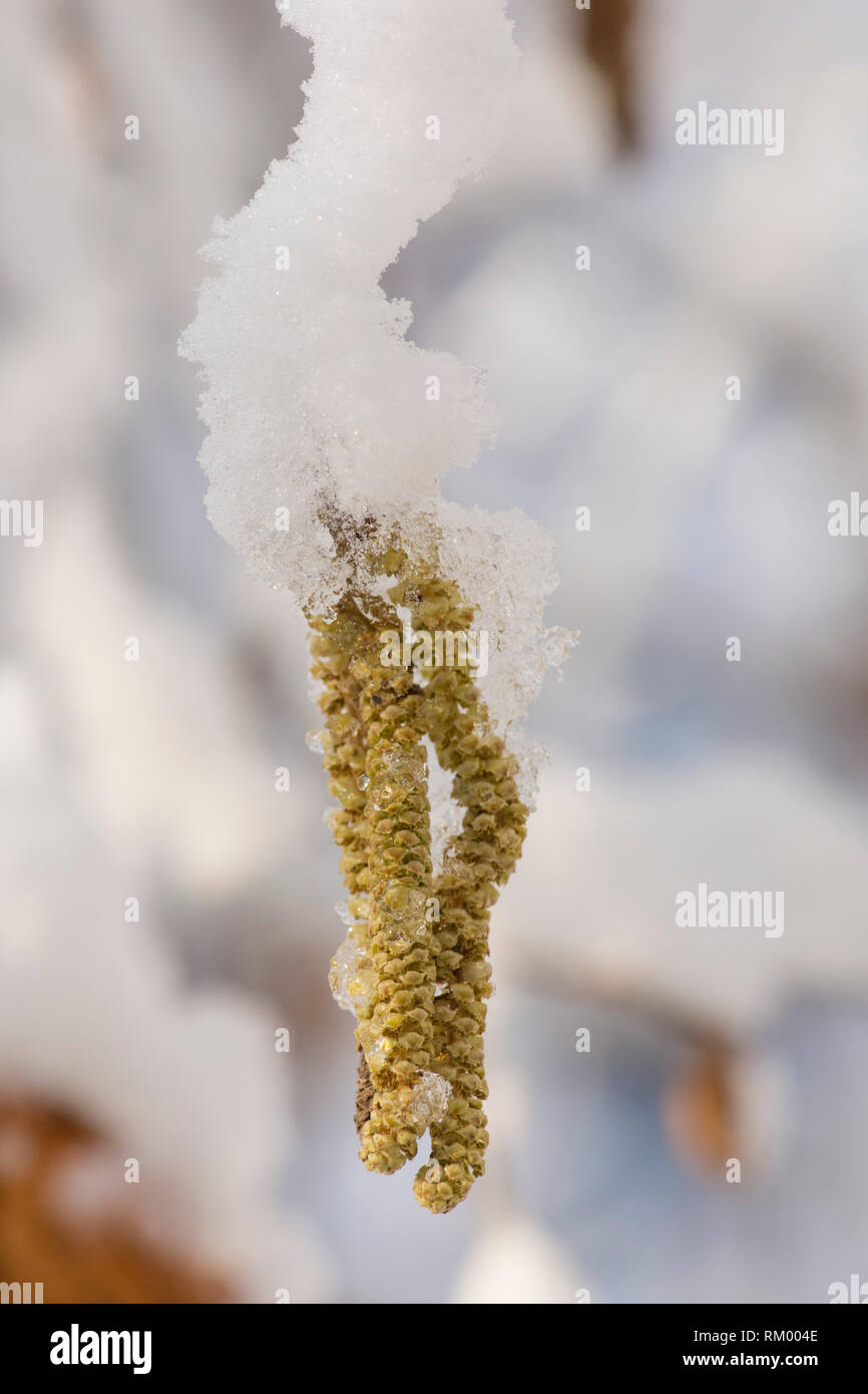 Haselnuss, Corylus avellana, palmkätzchen im Schnee, Februar, Großbritannien Stockfoto
