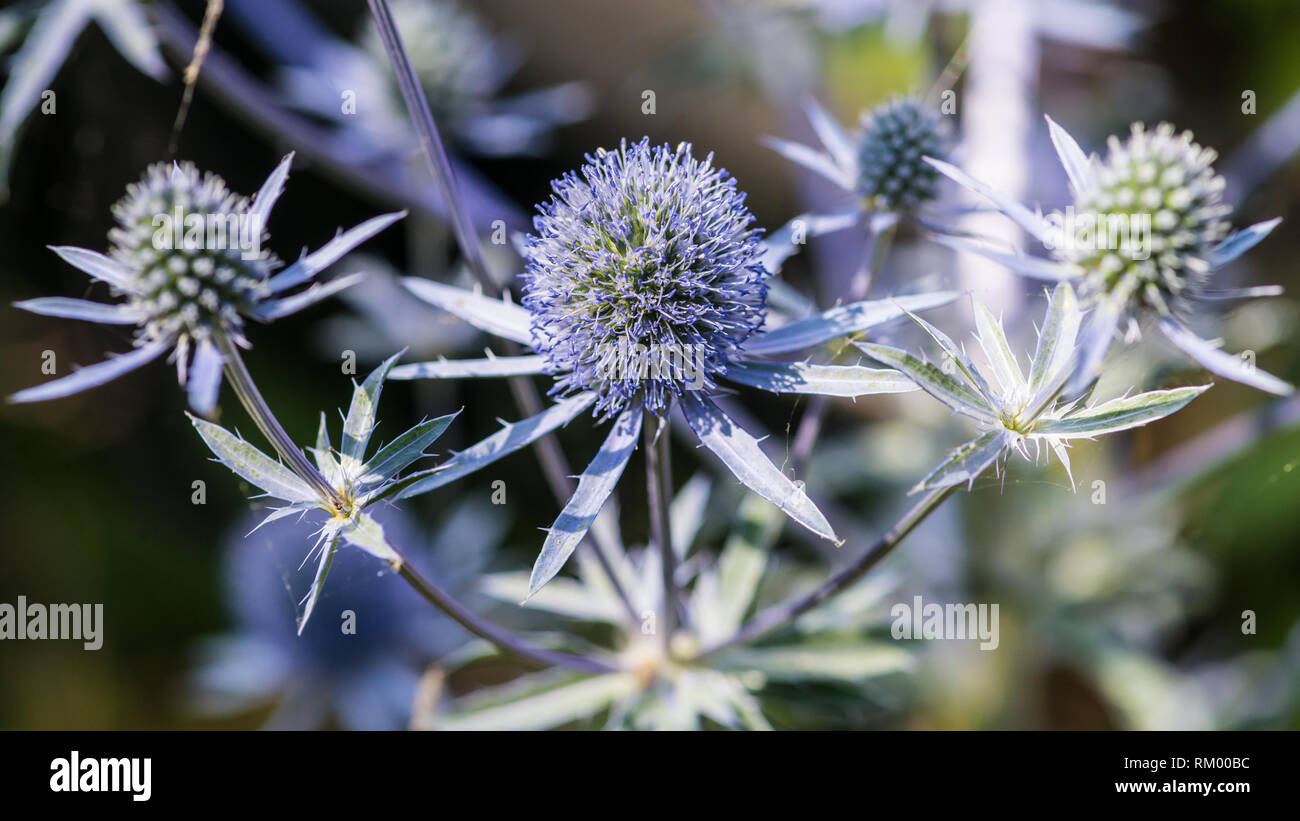 Eine Makroaufnahme von Sea Holly Blue Hobbit. Stockfoto