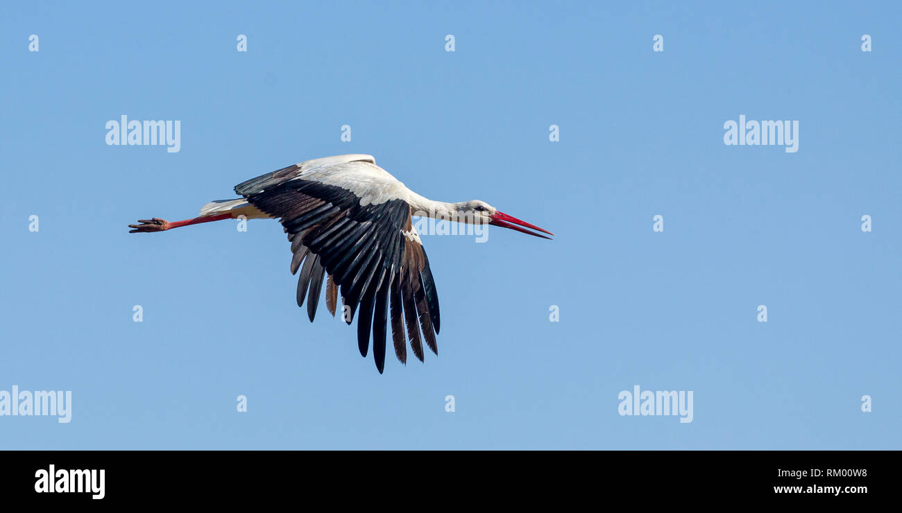 Eine einzelne Weißstorch stark fliegen, Querformat, Wüste, Lewa Lewa Conservancy, Kenia, Afrika Stockfoto