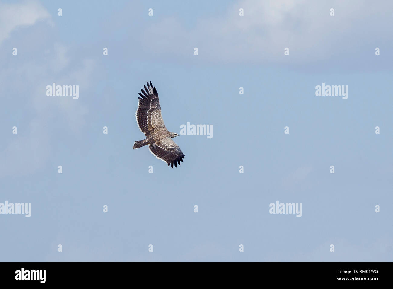 Eine einzelne Jugendliche Martial Eagle obere Ansicht, die über das Tal neben Lewa Wüste, Lewa Conservancy, Kenia, Afrika Stockfoto