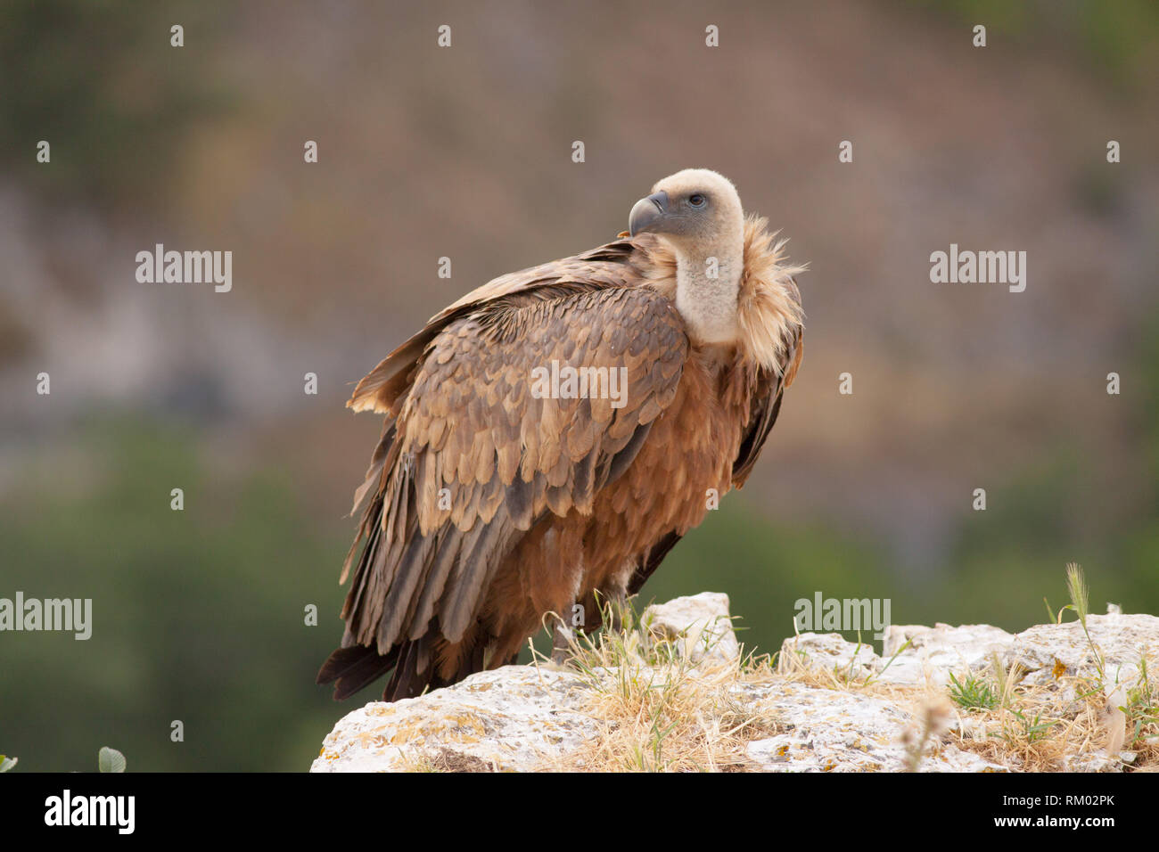 Eurasian Griffon Vulture im Norden von Spanien Stockfoto