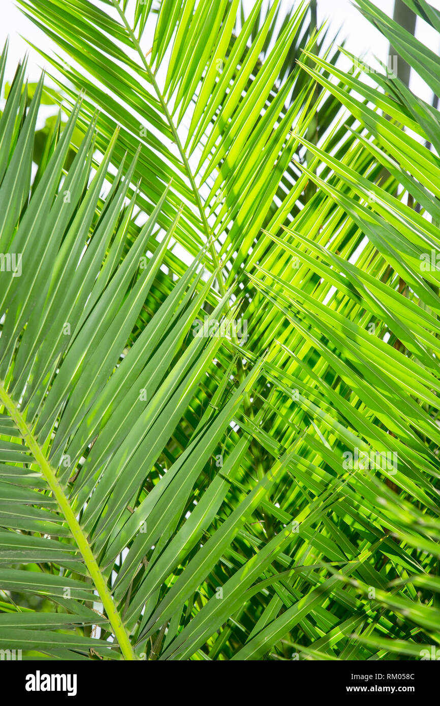 Palme Blätter Nahaufnahme Stockfoto