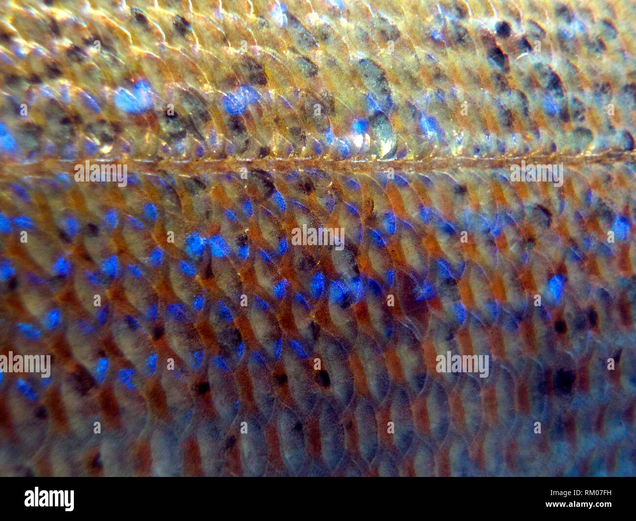 Insbesondere von Reflexionen und die Farben von Haut und Schuppen von Dentex dentex Fisch Stockfoto