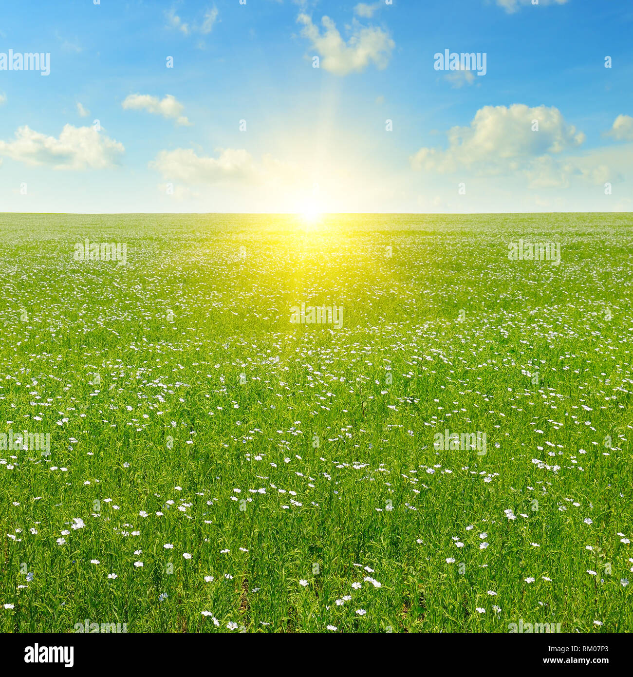 Feld mit blühenden Flachs und blauer Himmel Stockfoto