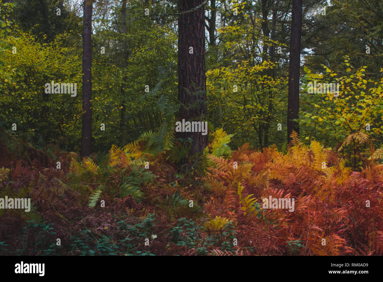 Herbstliche Farben in Englisch Woodland Stockfoto