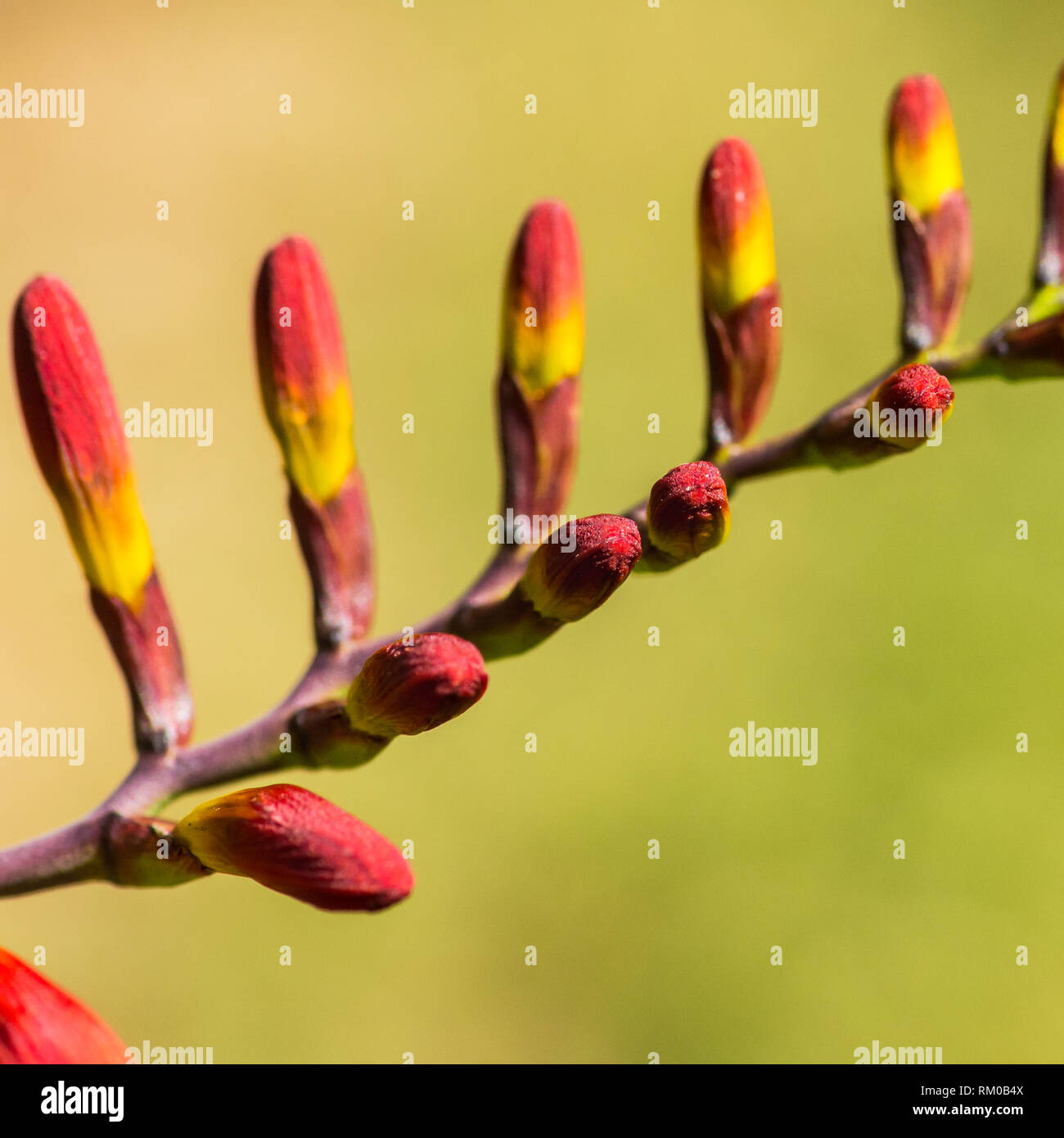 Eine Makroaufnahme der Blütenknospen crocosmia blühen. Stockfoto