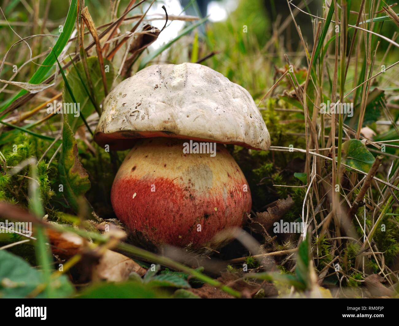 Steinpilze Satanus - Des Teufels Bolete, einer seltenen Pilz als nur potentiell tödlichen Mitglied der Steinpilze Familie betrachtet Stockfoto