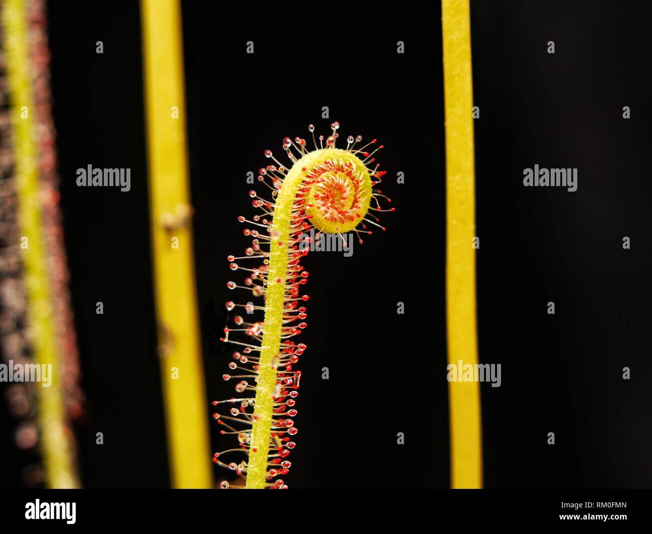Makro Bild von sonnentau Ranken auf schwarzem Hintergrund, die klebrige Substanz zum Fangen von Insekten verwendet. Stockfoto