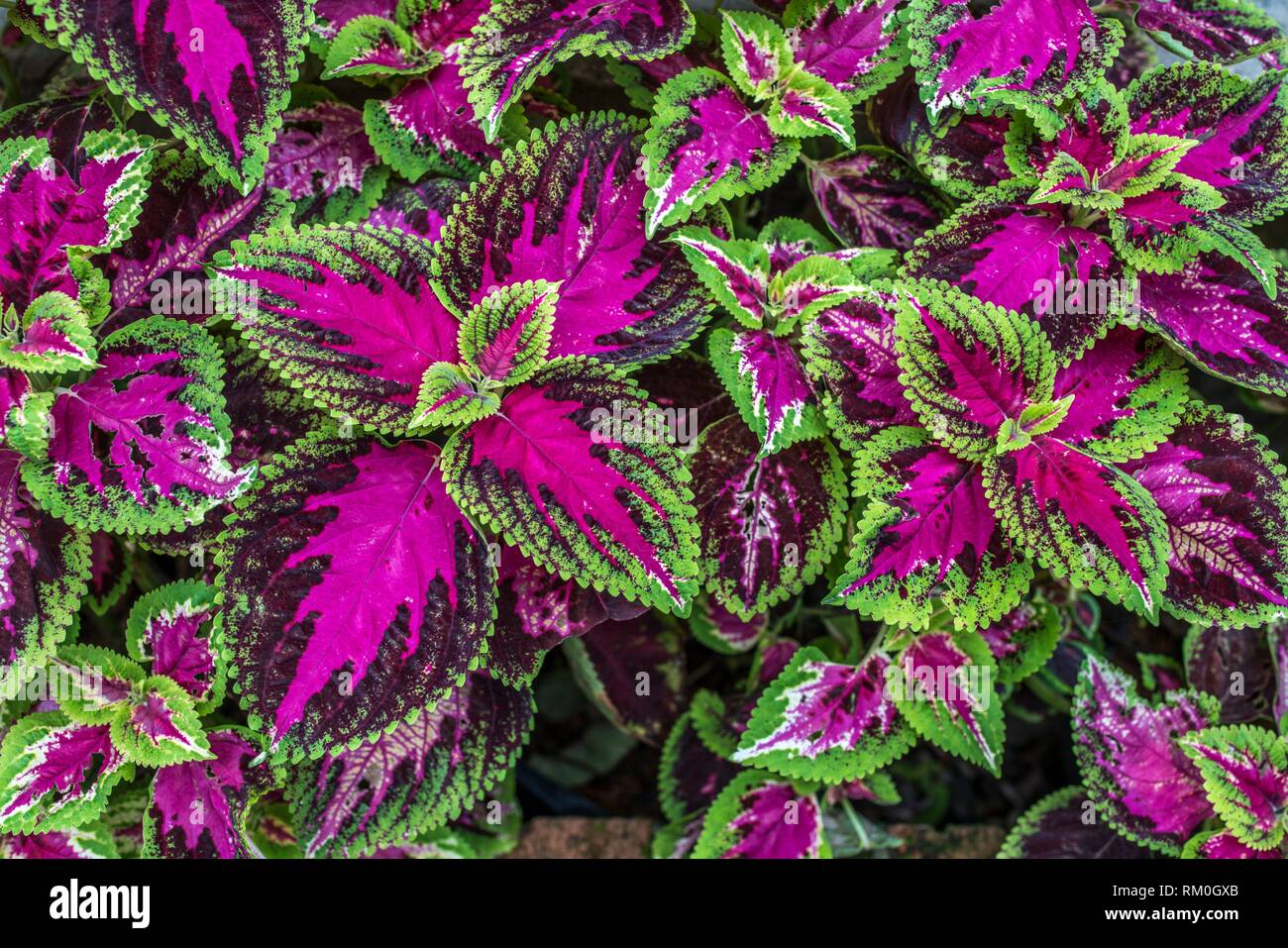 Bunte Blätter auf MBKS Botanischer Garten, Kuching, Sarawak, Malaysia. Stockfoto