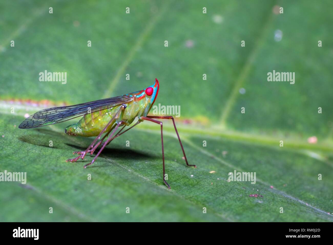 Leaf Hopper. Bild an Stutong Forest Reserve Park, Kuching, Sarawak, Malaysia genommen Stockfoto
