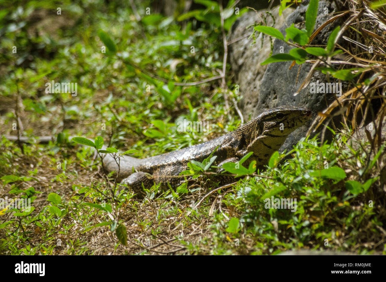Tropical Rainforest Tobago Caribbean Stockfotos Und Bilder Kaufen Alamy