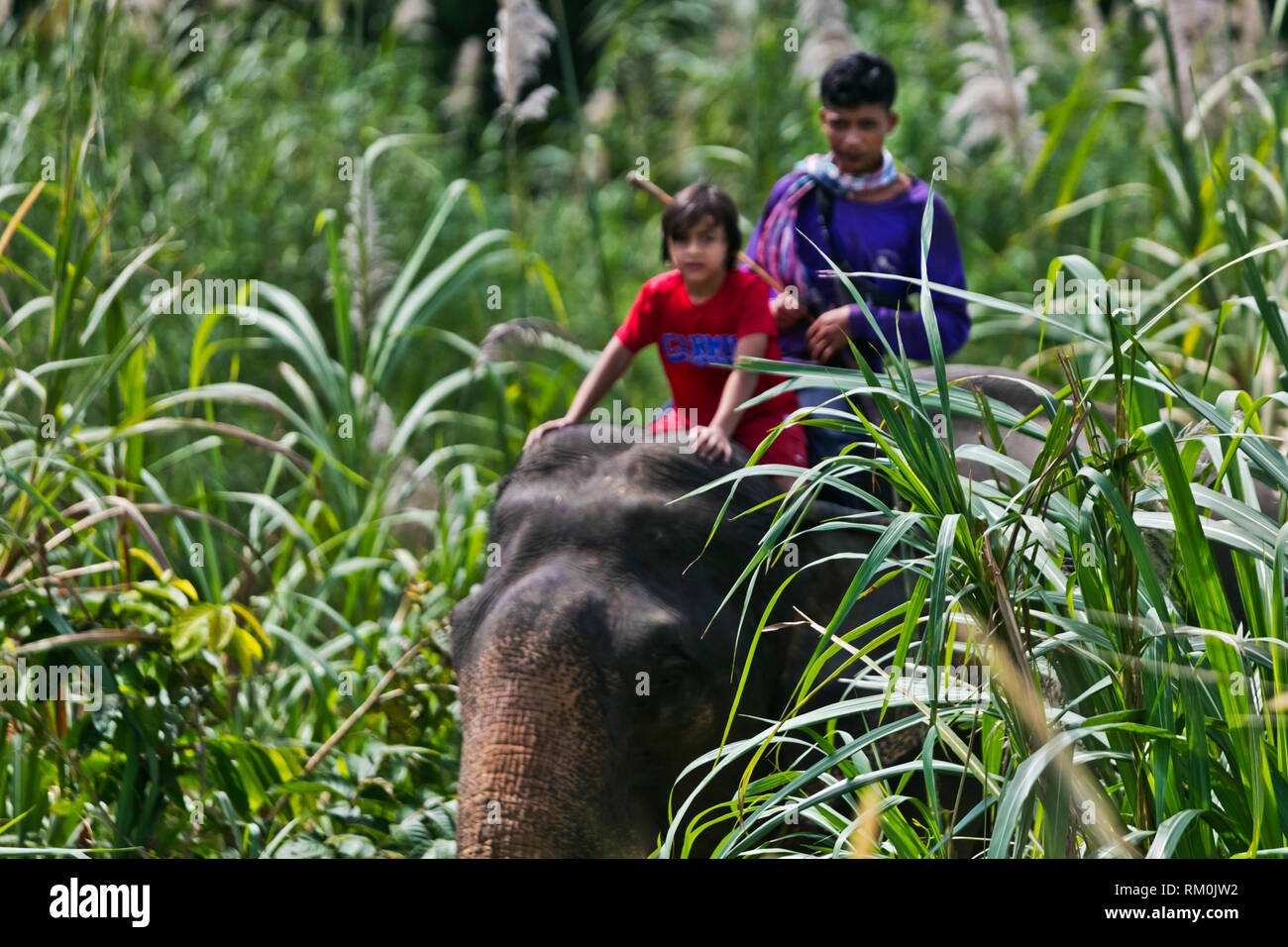 Vajra Garrett reitet auf einem Elefanten an einem Eco Resort - Khao Sok, THAILAND Stockfoto