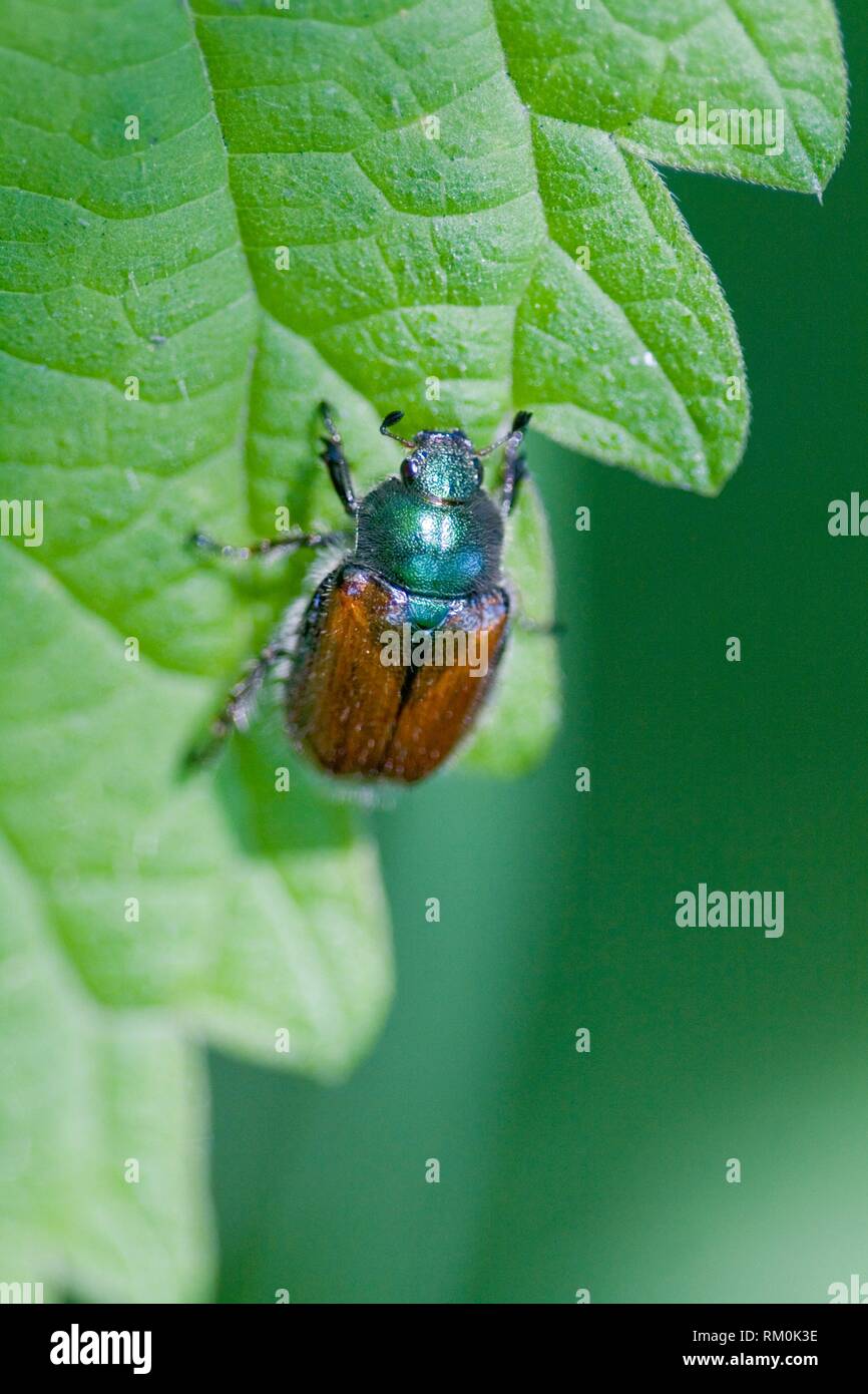 Garten Laub Kafer Phyllopertha Horticola Garten Kafer 8 5 12