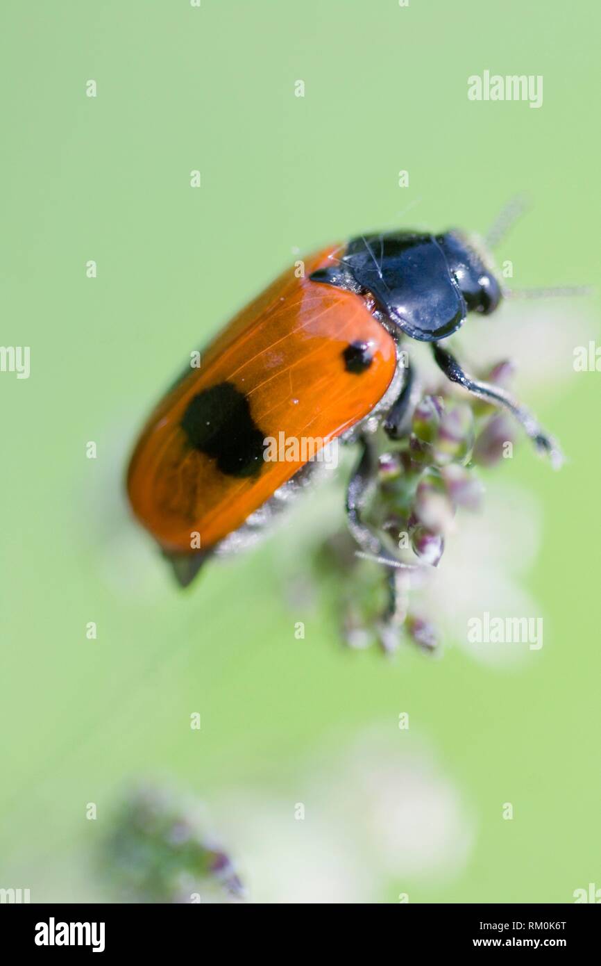 Roter käfer mit schwarzen flecken Fotos und Bildmaterial in hoher