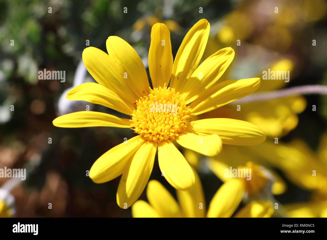 Nahaufnahme der gelbe Blume von Golden daisy Bush in einem Garten Stockfoto