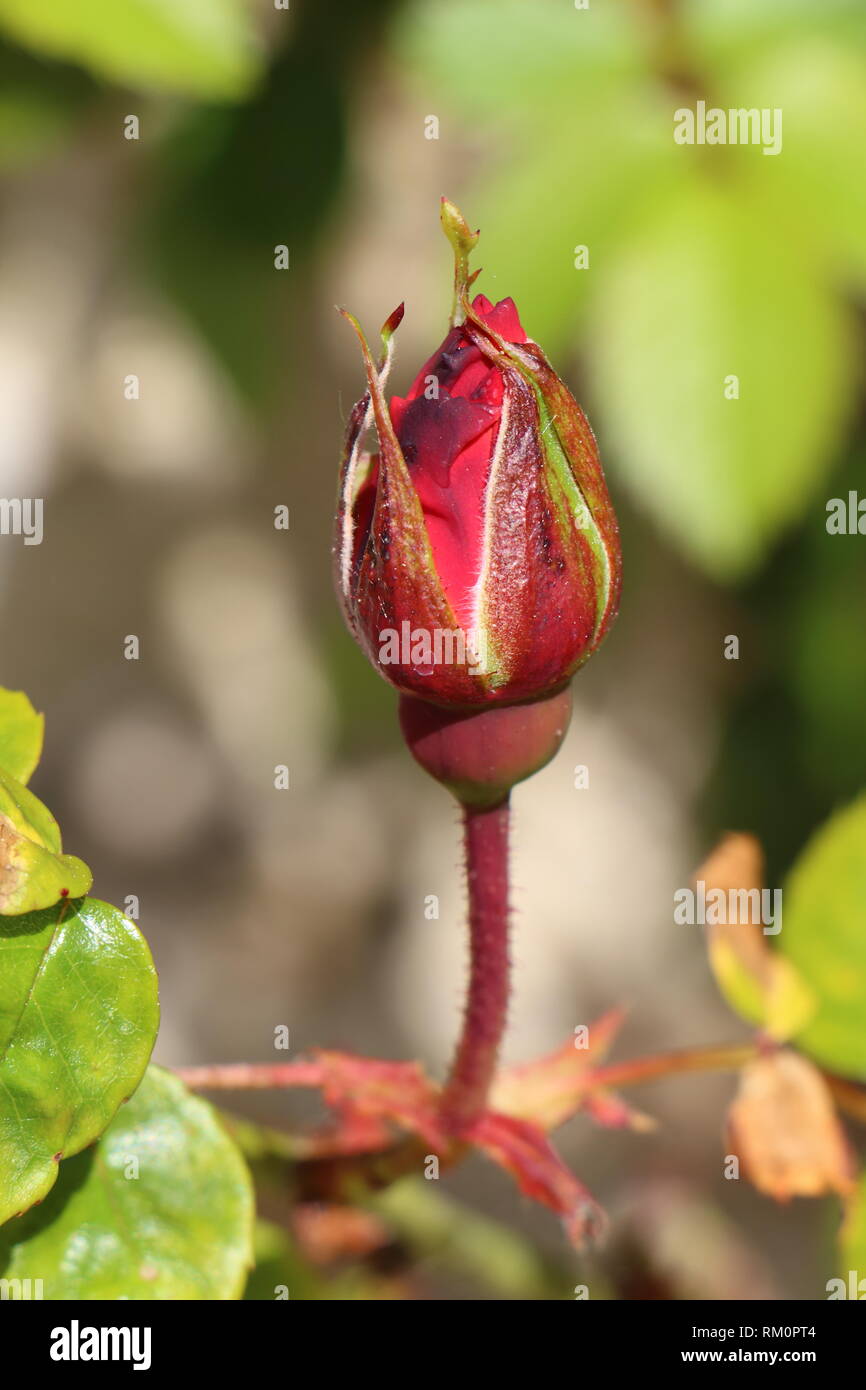 Bud der eine rote Rose in einem Garten im Frühling Stockfoto