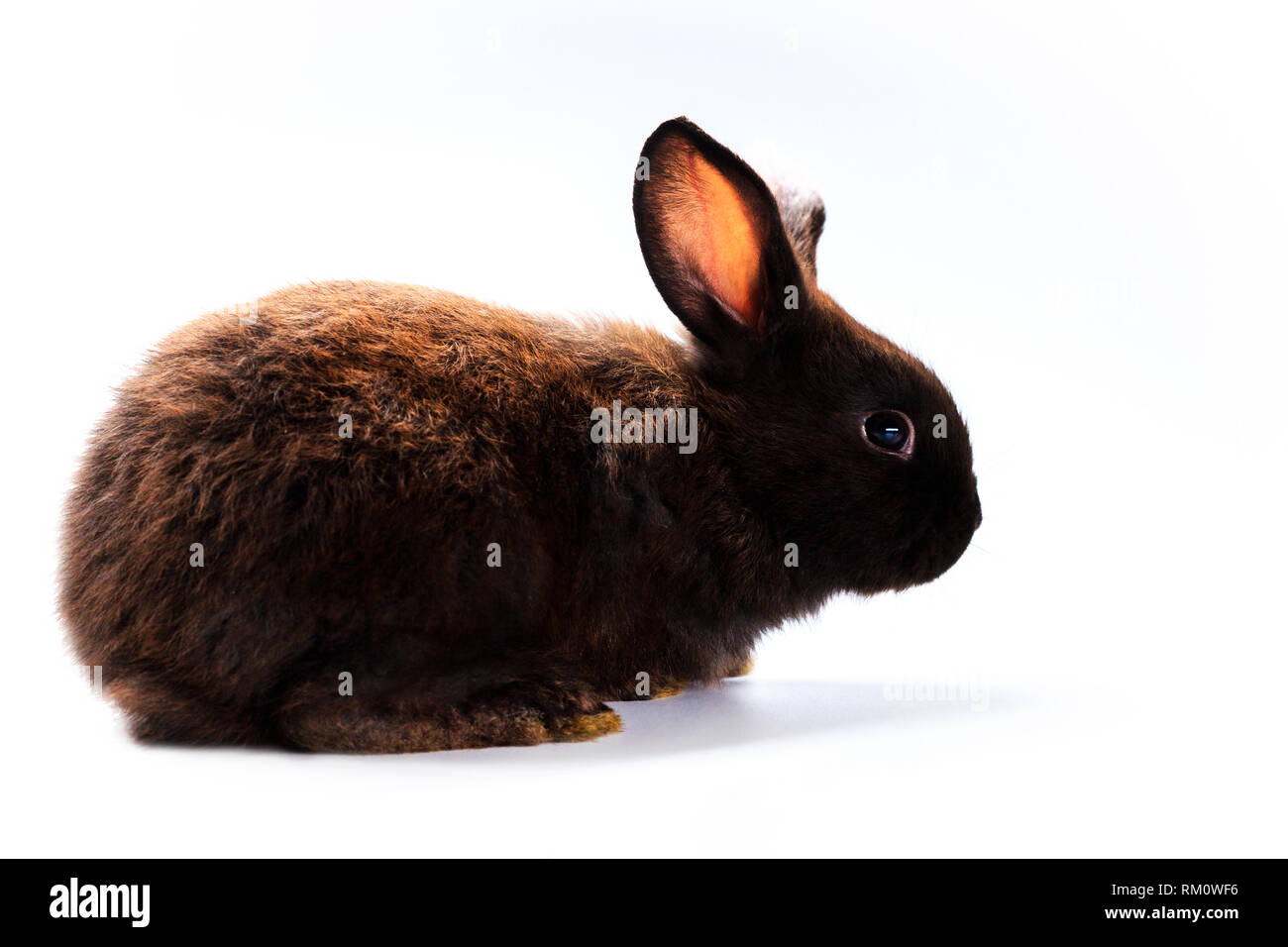 Schwarze Kaninchen auf weißem Hintergrund Stockfoto