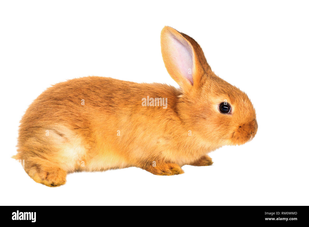 Red Rabbit auf weißem Hintergrund Stockfoto