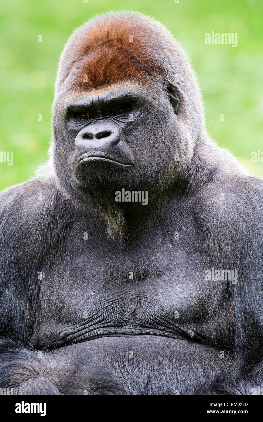Männliche silverback Westlicher Flachlandgorilla (Gorilla gorilla