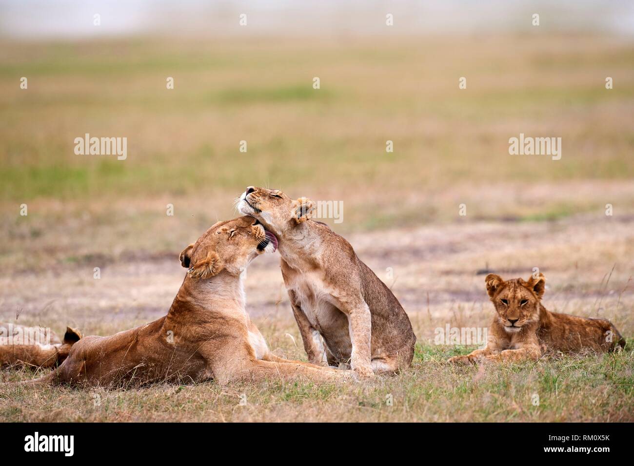 Afrikanischer Löwe (Panthera leo), löwinnen Gruß, Masai Mara National Reserve, Kenia, Afrika. Stockfoto