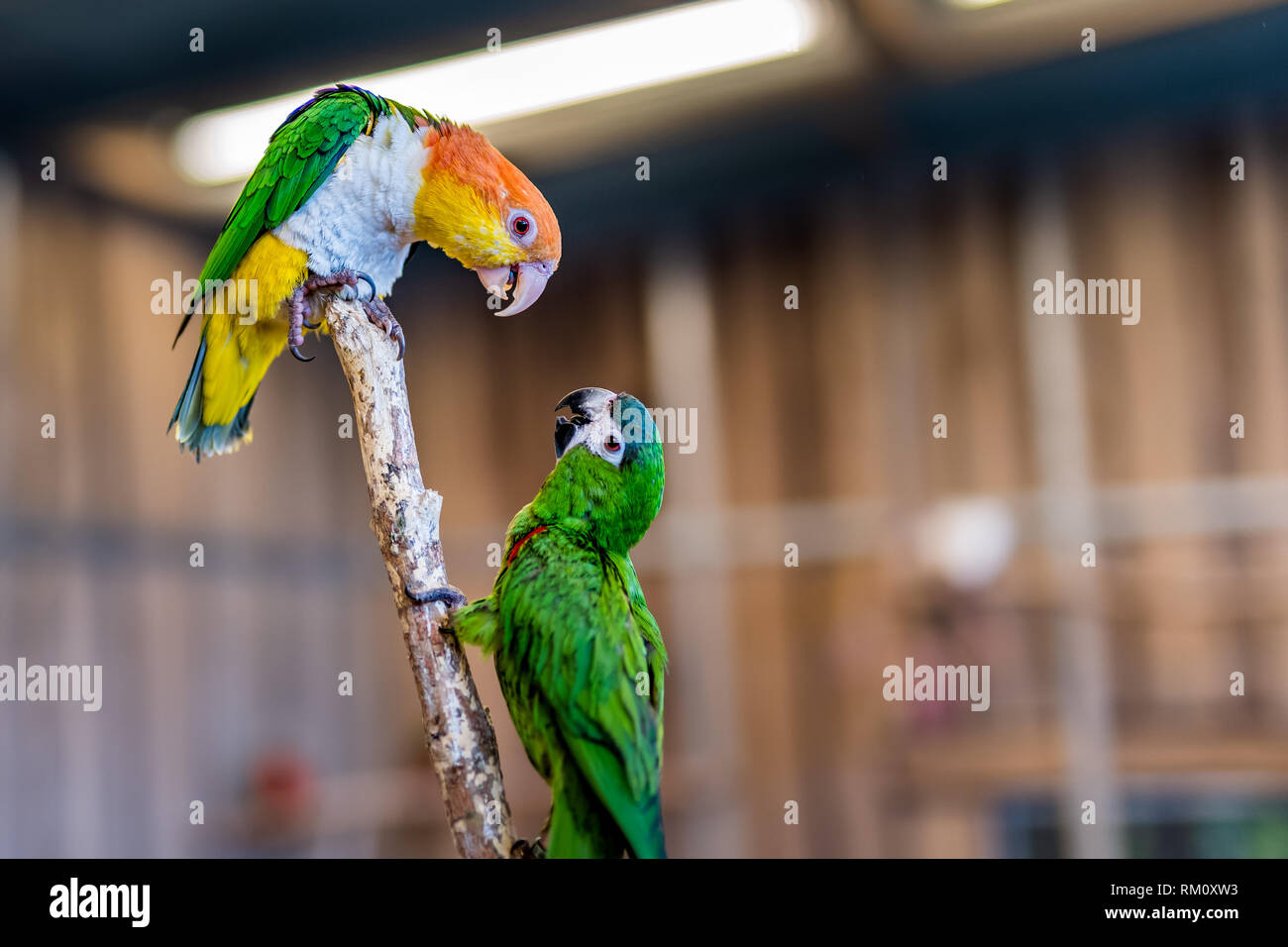 2 argumentieren Carolina parakeet Papageien auf Barsch mit unscharfen Hintergrund Stockfoto