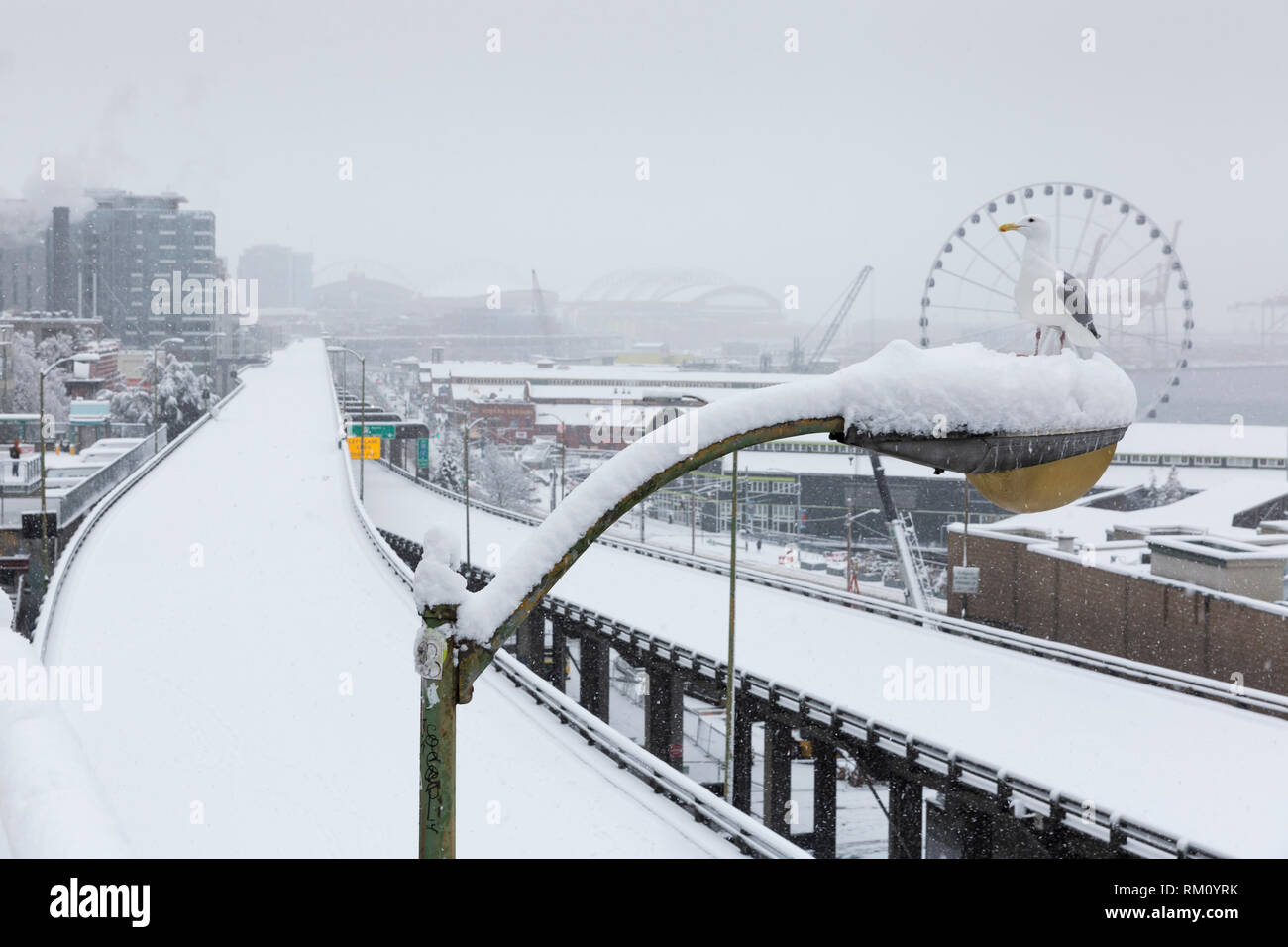 Seattle, Washington: eine Möwe sitzt über der geschlossenen alaskischen Weise Viaduct als starker Wintersturm decken die Stadt in sechs Zentimeter Schnee. Auf der Autobahn Stockfoto