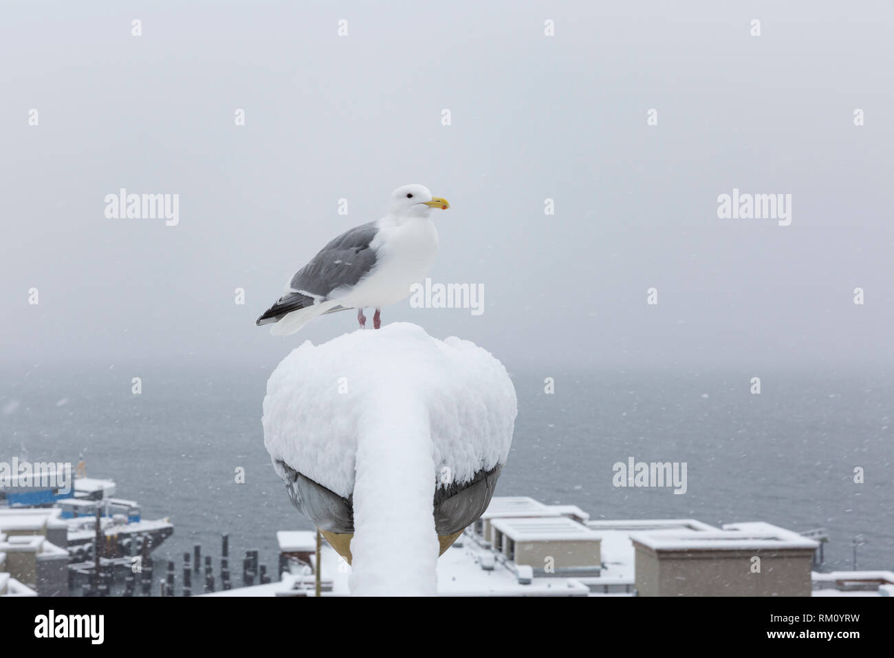 Seattle, Washington: eine Möwe sitzt über dem waterfroint als starker Wintersturm decken die Stadt in sechs Zentimeter Schnee. Stockfoto