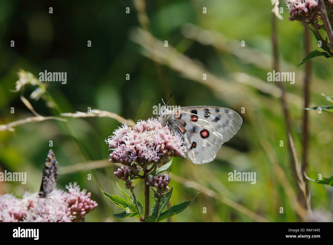 Apollofalter (clossiana Apollo), Vastervik, Smaland, Schweden Stockfoto