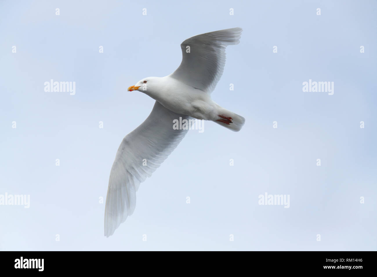 Glaucous-winged Gull - Barrow, Alaska, USA Stockfoto