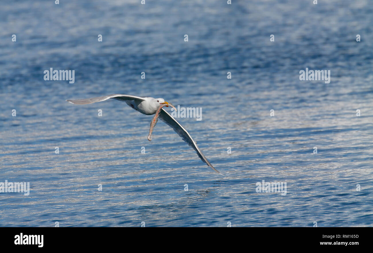 Glaucous-winged Gull - Barrow, Alaska, USA Stockfoto