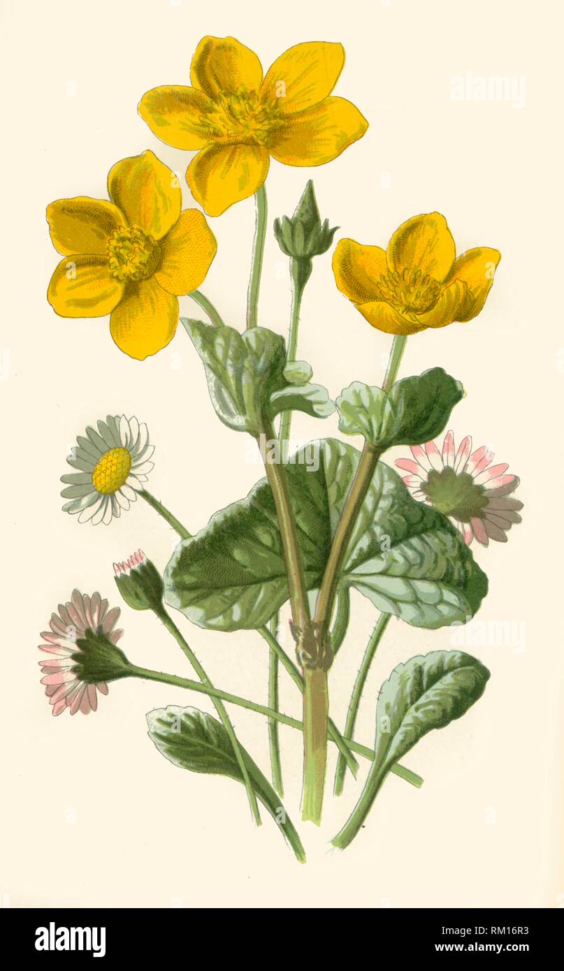 'Daisy & Marsh-Marigold', 1877. Schöpfer: Frederick Edward Hulme. Stockfoto