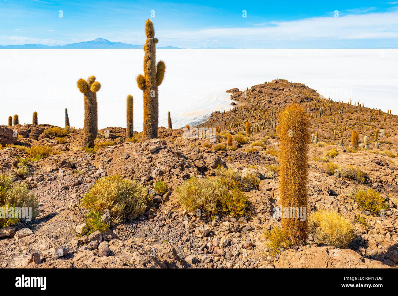 Landschaft Blick über Insel Incahuasi mit seinen riesigen Atacama Kaktus in der Mitte des Uyuni Salzsee (Salar de Uyuni), Altiplano von Bolivien. Stockfoto