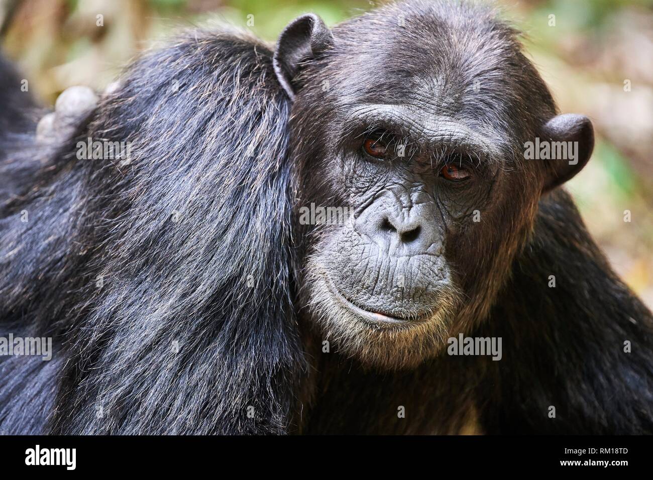 Portrait der männlichen Schimpansen (Pan troglodytes schweinfurthii) Kibale Nationalpark, Uganda, Afrika. Stockfoto