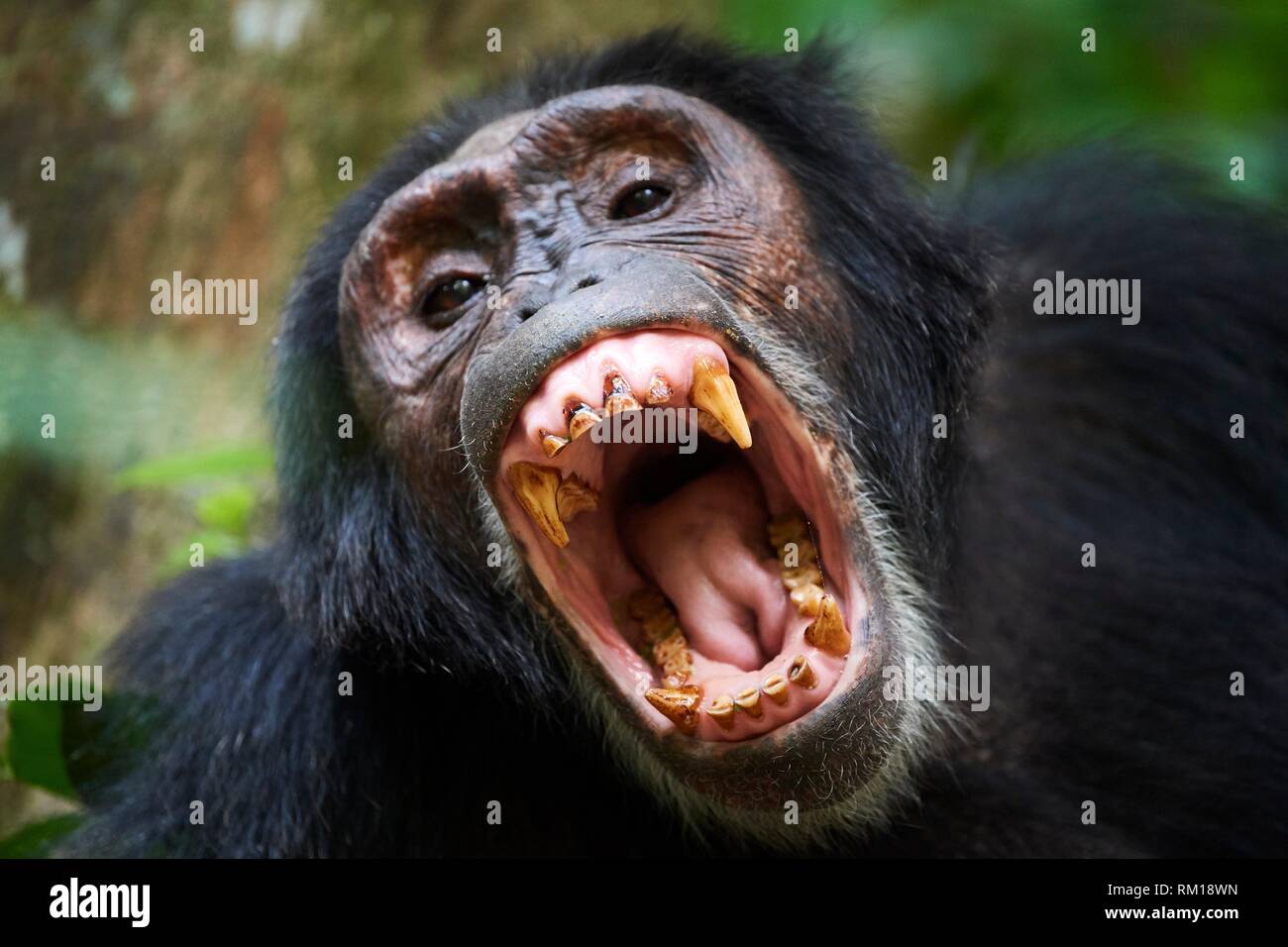 Schimpanse (Pan troglodytes schweinfurthii) männlich, Gähnen, Kibale Nationalpark, Uganda, Afrika. Stockfoto