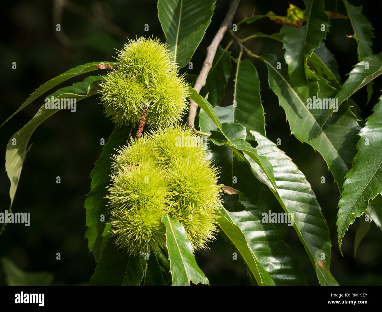 Früchte einer Kastanie (Castanea sativa) hängt am Baum, grüne Blätter an einem sonnigen Tag im Sommer, Frankreich Stockfoto