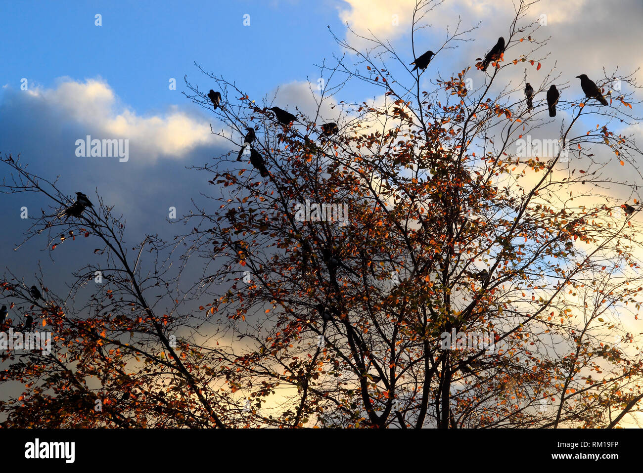 Scharen von Vögeln, die in einem Baum, Manchester, UK Stockfoto