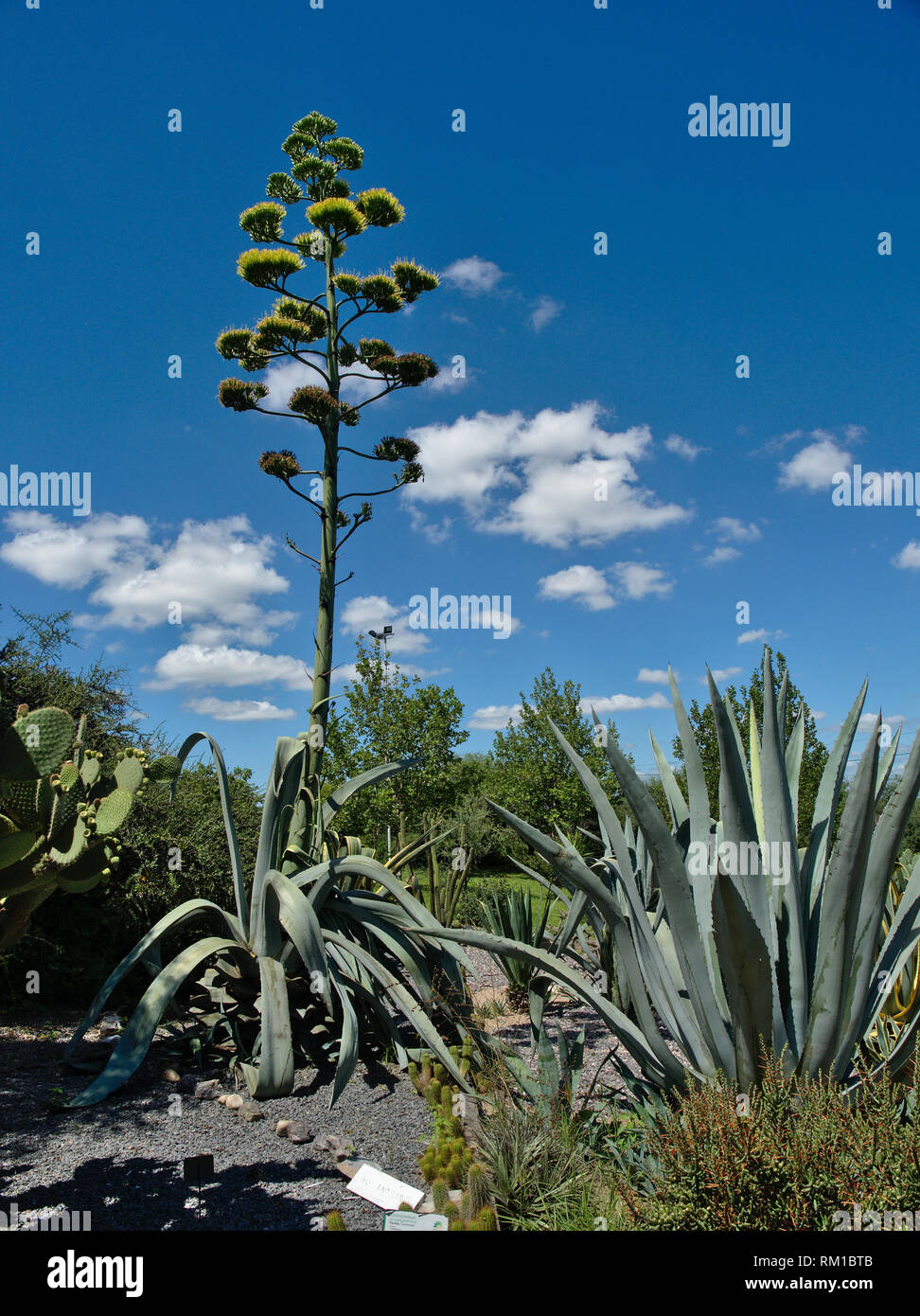 Agaven mit Blume im Botanischen Garten, Cordoba, Argentinien  Stockfotografie - Alamy