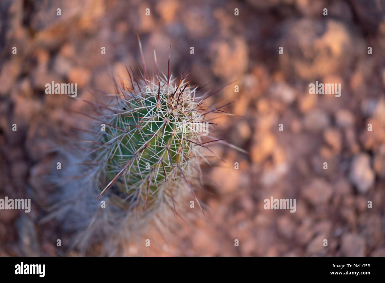 Kleine Kakteen in der Wüste in der Nähe von Sedona Arizona Stockfoto