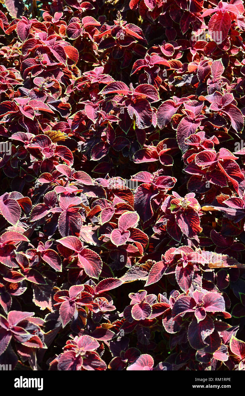 ceropegia woodii variegata pink Ceropegia Woodii Variegated - String of Hearts Variegated main image 1