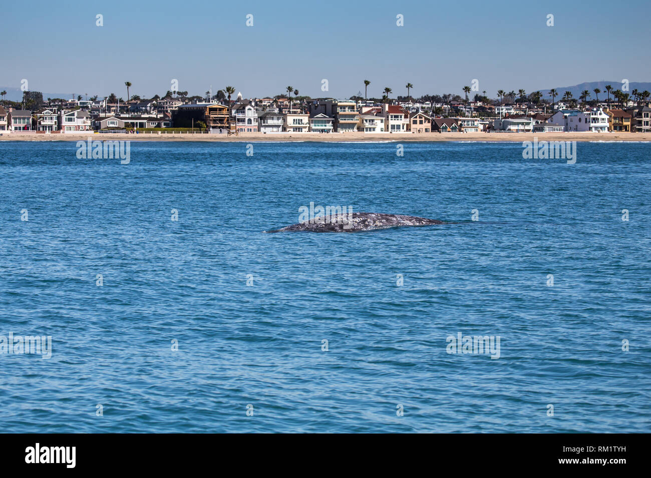 Eine junge Grauwale Oberflächen vor der Küste von Newport Beach Kalifornien während einer Walbeobachtungsfahrt Stockfoto