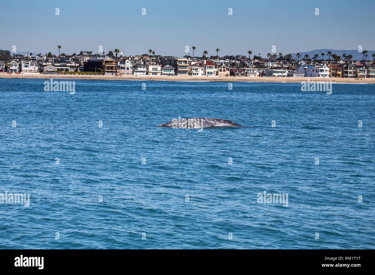 Eine junge Grauwale Oberflächen vor der Küste von Newport Beach Kalifornien während einer Walbeobachtungsfahrt Stockfoto