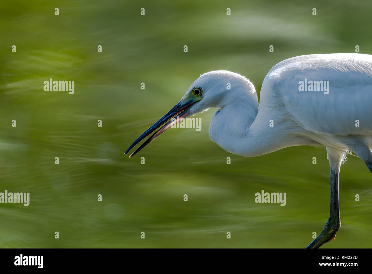 [Seidenreiher Egretta garzetta] Stockfoto