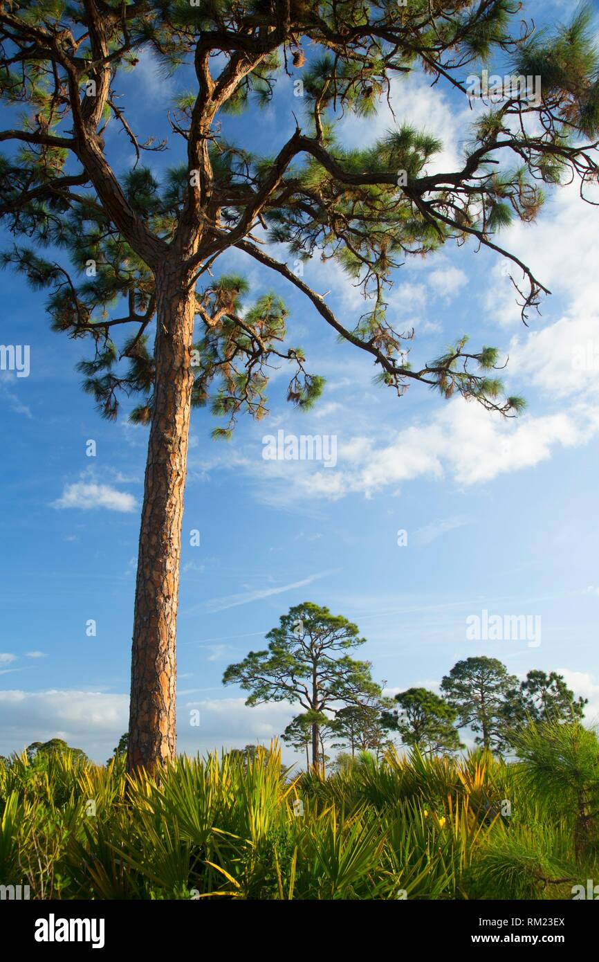 Kiefer scrub Forest, Helen und Allan Cruickshank Heiligtum, Florida. Stockfoto