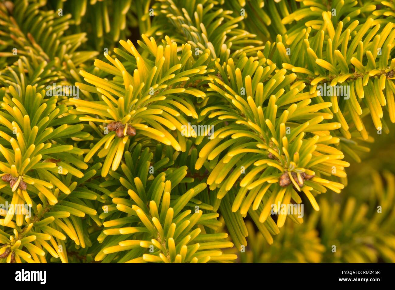 Abies Nordmanniana Stockfotos und bilder Kaufen Alamy