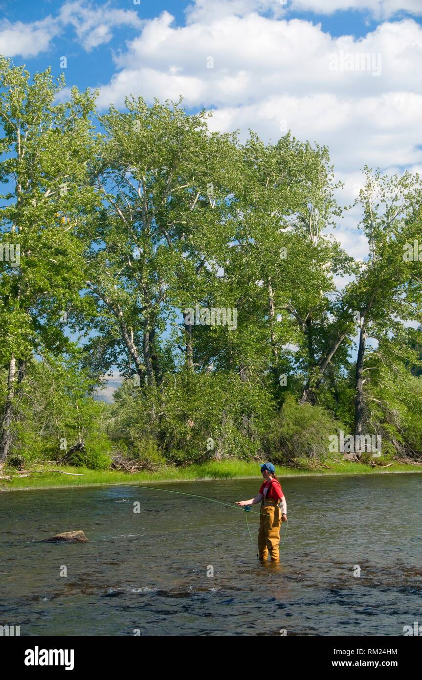 Große anakonda Fotos und Bildmaterial in hoher Auflösung Alamy